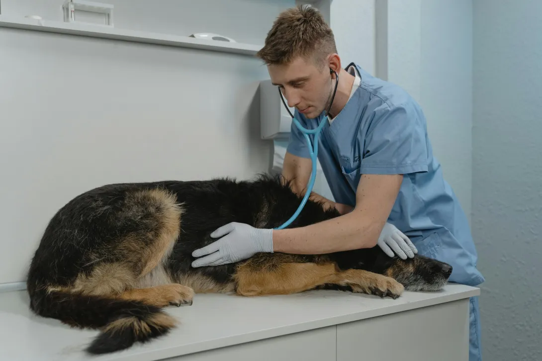 Veterinaria es considerada una carrera con mucho futuro