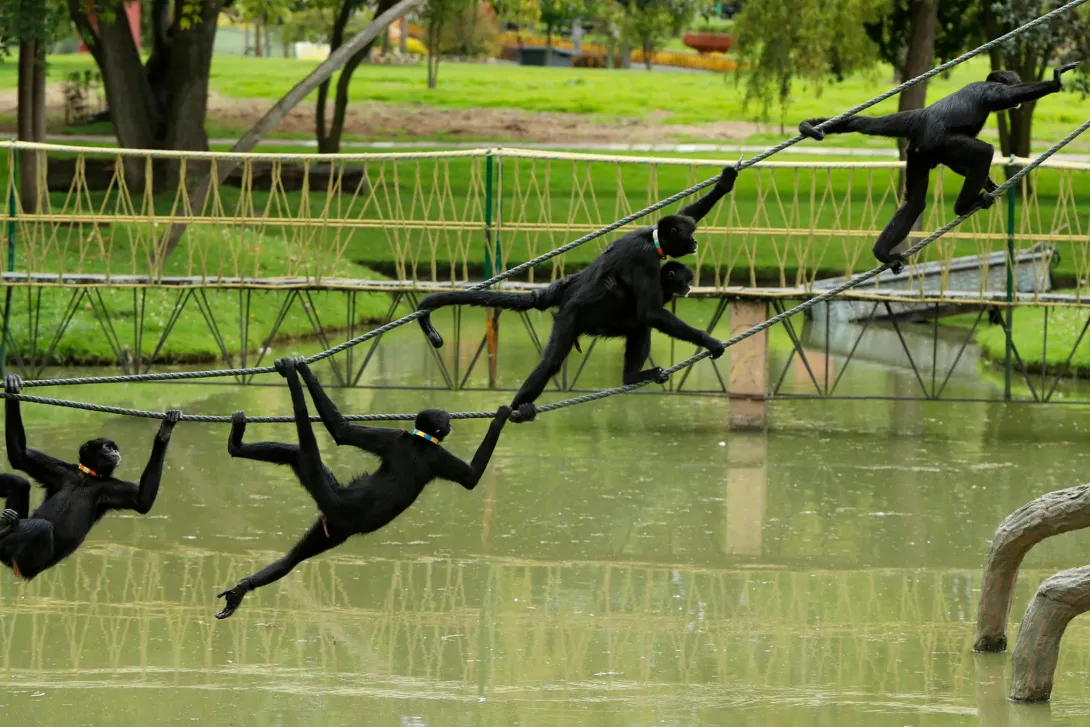 Parque Jaime Duque ofrece diversidad de atractivos para toda la familia.