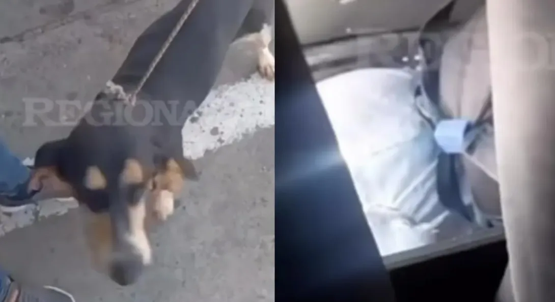 Reportaron crueldad en bus de Transander: perro (que lloraba) viajó entre un costal y dueño lo negó. Dijo que fue en las mejores condiciones.