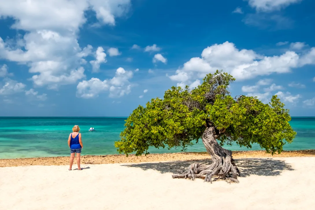 Árbol Divi o fofotien Eagle Beach, Aruba, con una mujer  en la playa mirando al mar.