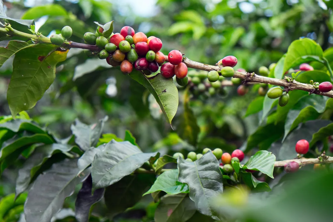 Plantación de café. (Imagen de referencia).