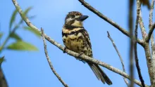 El evento tendrá el objetivo de observar y registrar las aves de la región, además será promoverá el turismo de naturaleza regenerativo.