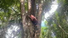 La tonelada y media del estupefaciente fue ubicada por tropas de la Fuerza de Tarea Conjunta Titán, en medio de la espesa selva del corregimiento Guarín, zona rural del municipio de Juradó, Chocó.