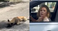 En México, capturaron a una mujer que arrastró por varias cuadras a un perro en una camioneta. El animal quedó gravemente herido por los golpes.