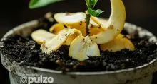 Descubra cómo utilizar cáscaras de frutas como abono natural para enriquecer el suelo y promover el crecimiento saludable de sus plantas.