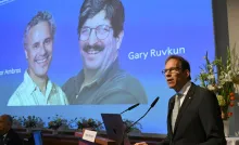 Victor Ambros y Gary Ruvkun ganan el Nobel de Medicina por descubrir el microARN, esencial en la regulación genética.