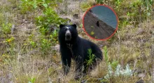 Ejemplar del oso de anteojos fue avistado en zona seca del embalse Chingaza, en Colombia y conmovió a espectadores de Colombia.