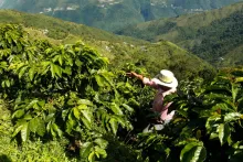 Cuánto gana a diario un campesino en Colombia | Cuáles son los trabajos del campo en Colombia | Cuál es el sector que más genera empleo en Colombia