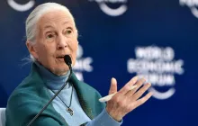 Jane Goodall, de 90 años, es conocida gracias a sus seis décadas de trabajo pionero en Tanzania donde estudió a los chimpancés y encontró comportamientos “similares a los humanos”.