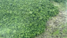 La ganadería, el acaparamiento de tierras, las carreteras ilegales y las actividades ilícitas están arrasando con estas áreas, en teoría, protegidas. La situación es más grave en la Amazonia.