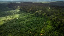 El proyecto podría terminar desembolsando 4 mil millones de dólares al año para proteger los bosques.