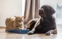 Conozca el electrodoméstico que le puede estar haciendo daño a su mascota.