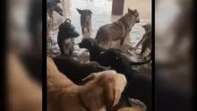 Los perros del refugio se encuentran en una situación alarmante, con el agua alcanzándoles casi hasta el hocico.