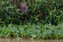 El jaguar (Panthera onca) es una especie de felino de gran tamaño y el único miembro vivo del género Panthera originario de América. Con una longitud corporal de hasta 1,85 m (6 pies 1 pulgada) y un peso de hasta 158 kg (348 lb), es la especie de felino más grande de América y la tercera más grande del mundo.