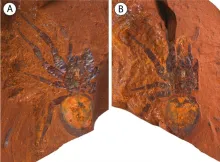 Un hallazgo paleontológico en Australia revela una araña fósil de 11 millones de años, denominada Megamonodontium mccluskyi, que asombra a los expertos por su tamaño y características únicas.