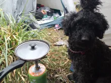 Hueso perrito desaparecido