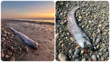 Los peces remo viven en las profundidades del océano, a más de 1,000 metros, y rara vez emergen a la superficie.