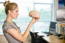 El cerebro es un órgano vital para el cuerpo.