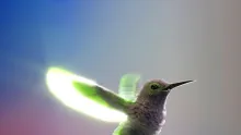 Científicos analizan el vuelo de los colibríes, considerados como 'acróbatas aéreos'.