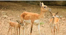 Antílopes que nacieron este año en el Zoológico de Cali.