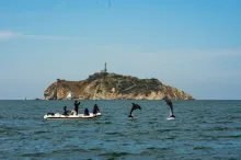 'A mar abierto' es una iniciativa que permite a los delfines desplazarse libremente por su hábitat natural, mientras los especialistas investigan su comportamiento.