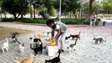 Distrito realiza seguimiento a 56 felinos y tres perritos que habitan alrededor del Metropolitano.