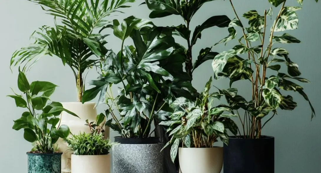 Descubra las mejores plantas para su dormitorio. Aprenda cómo la hiedra, la sansevieria, la lavanda y el aloe vera pueden mejorar la calidad del aire.