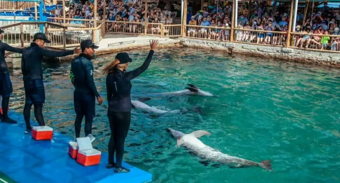 Qué precio tiene la entrada al Acuario de Santa Marta en 2024. Conozca los descuentos que debe tener en cuenta para la entrada a este lugar maravilloso.