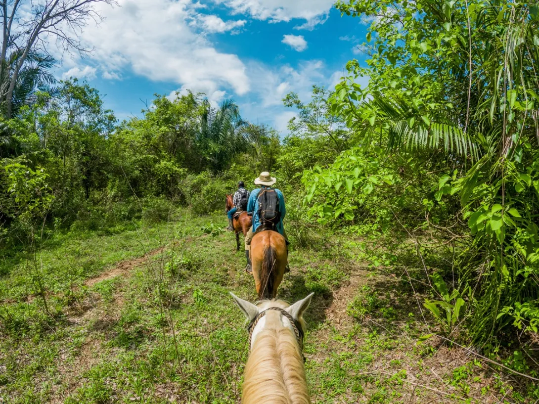 Conozca el lugar de Colombia dónde puede hacer un Safari, qué animales puede ver y cómo hacer el recorrido dentro del plan.