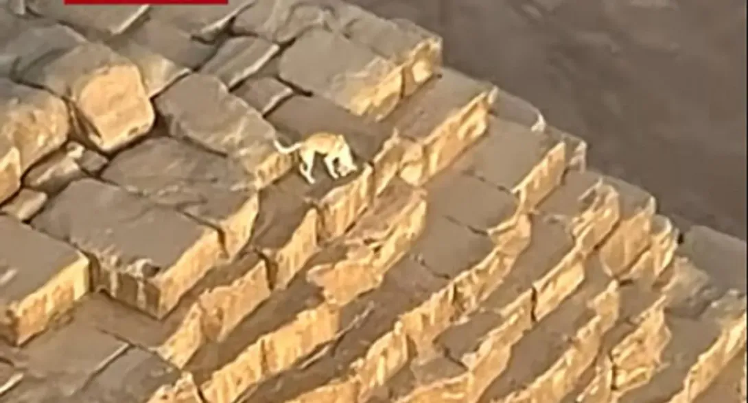 Encuentran perro en la cima de una pirámide de Egipto y video es viral en redes: detalles y qué pasó | Video de perro en pirámide de Egipto