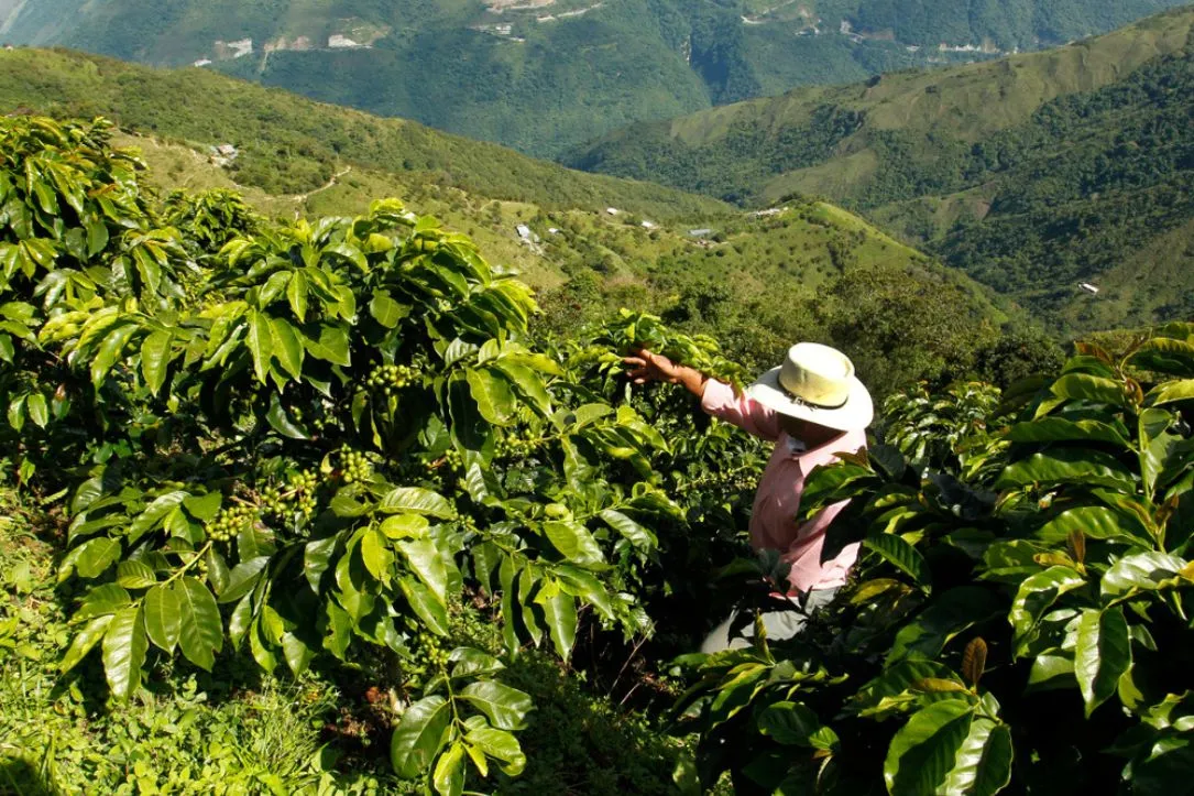 Cuánto gana a diario un campesino en Colombia | Cuáles son los trabajos del campo en Colombia | Cuál es el sector que más genera empleo en Colombia