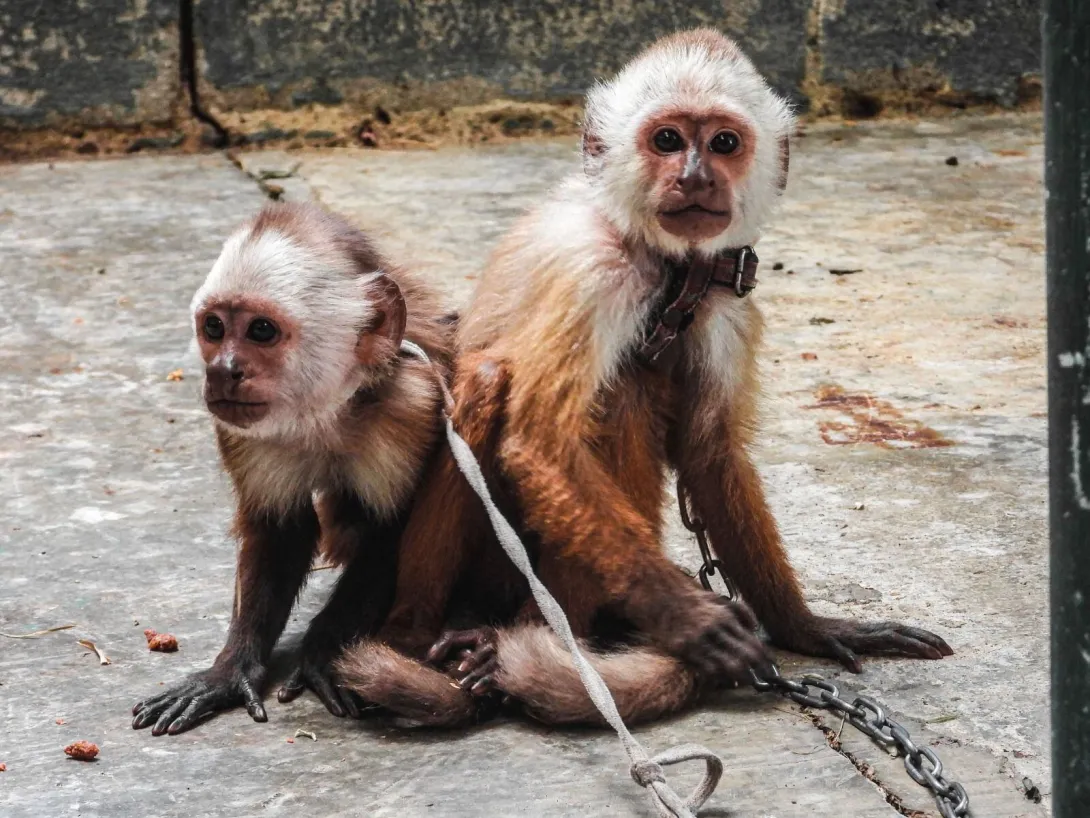 Rescate de dos monos cariblancos jóvenes en Medellín.