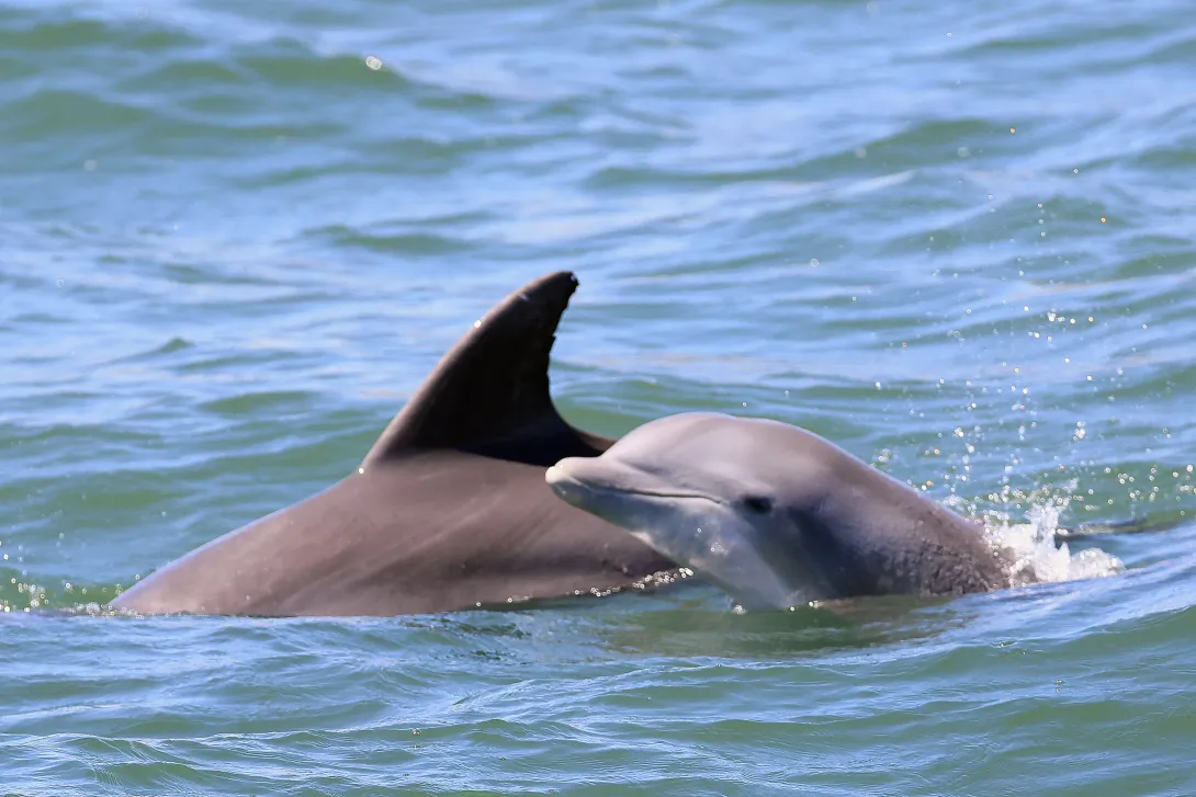 Los mejores sitios para nadar con delfines en el mundo, según la Inteligencia Artificial