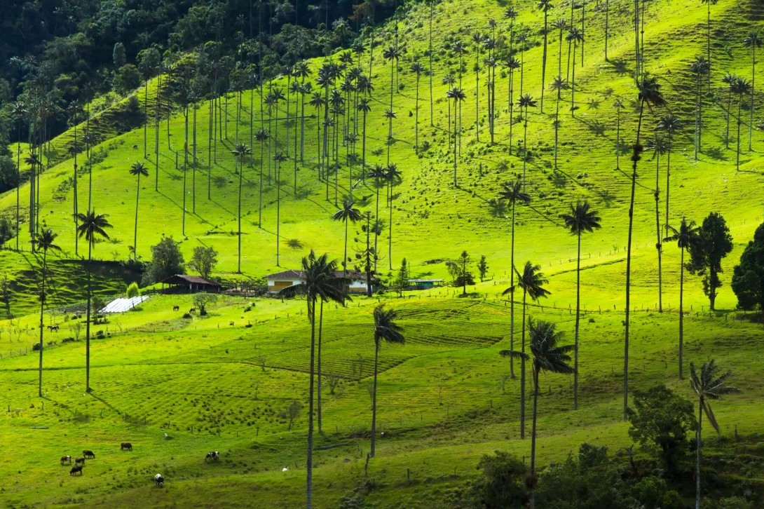 Desde el Valle del Cocora se pueden tener unas buenas vistas de las zonas aledañas.