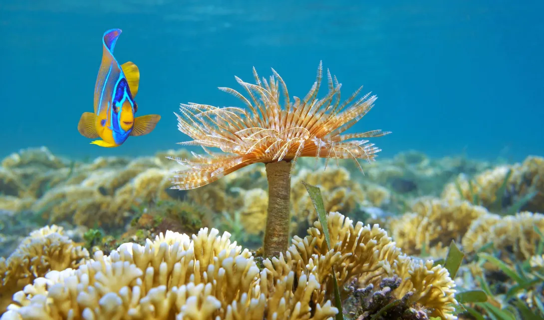 Más de 2.574 peces marinos, 1.192 moluscos, 641 crustáceos, 619 especies de macroalgas y 2.860 kilómetros cuadrados de arrecifes coralinos hacen parte de la biodiversidad marina del país.