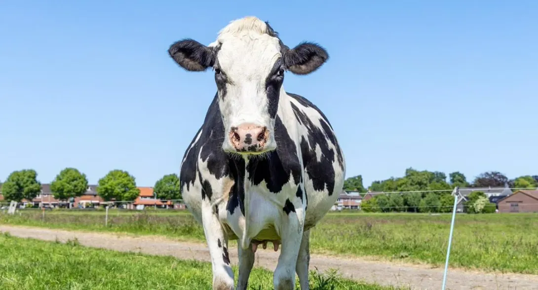 Una mujer de 80 años tuvo una "muerte inexplicable" al encontrarse con una vaca: perdió la vida luego de que el animal la pisoteara.