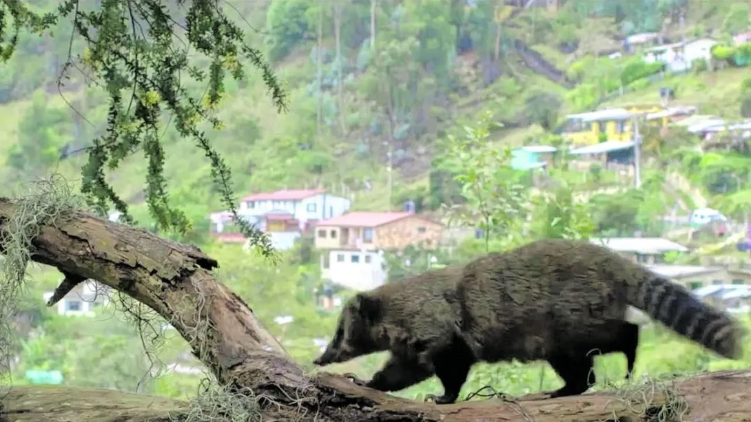 Los cerros capitalinos albergan 500 especies de plantas y alrededor de 150 especies de animales.