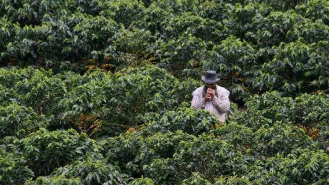 El primero, 2 y 3 de noviembre Planadas es sede de la Feria Internacional de Café con compradores del mundo