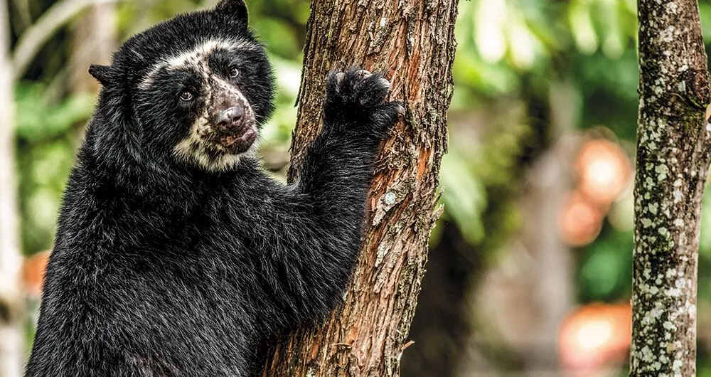 El Fondo Mundial para la Biodiversidad (GBFF) suma ya unos 400 millones de dólares.