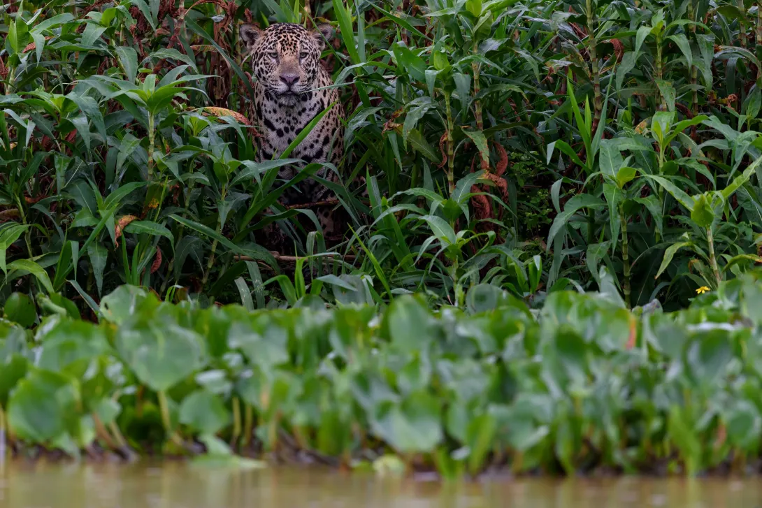 Conozca cuánto mide el parque más pequeño del mundo, donde está ubicado y qué hay en el lugar aprovechando su espacio verde.