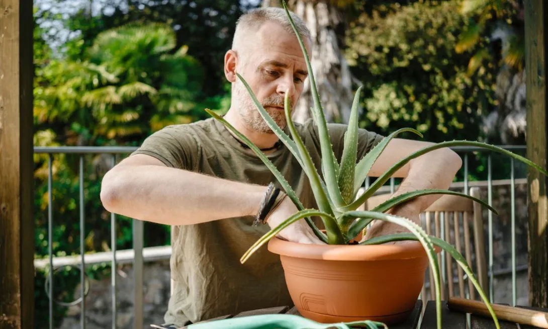 Sábila o aloe vera, una planta que posee un significado oculto en su proceso natural.