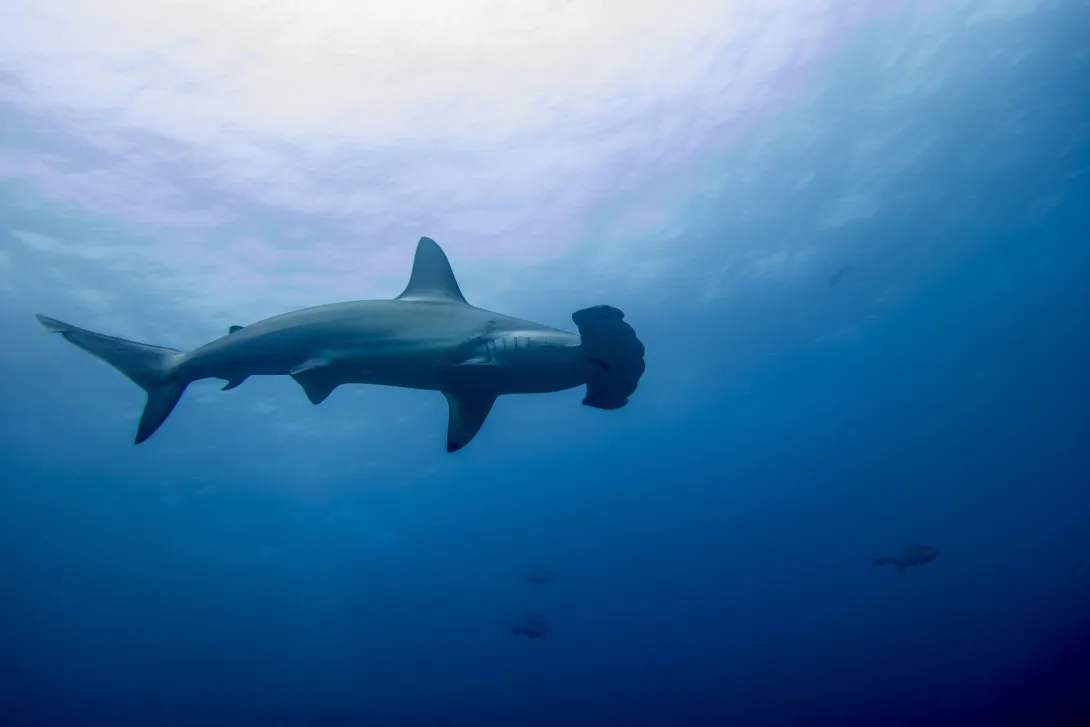 La Isla de Malpelo es una de las más importantes para la práctica de Buceo en Colombia.