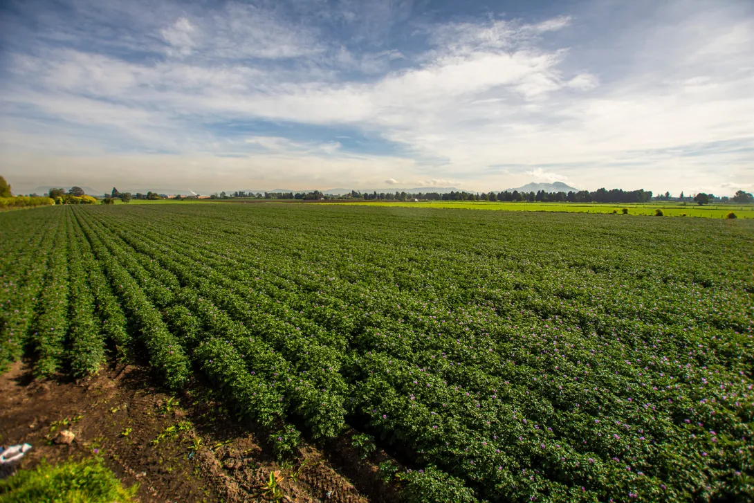 La compañía de bebidas impulsa el desarrollo y fortalecimiento de los agricultores, y sus respectivas asociaciones, en varios departamentos de Colombia.