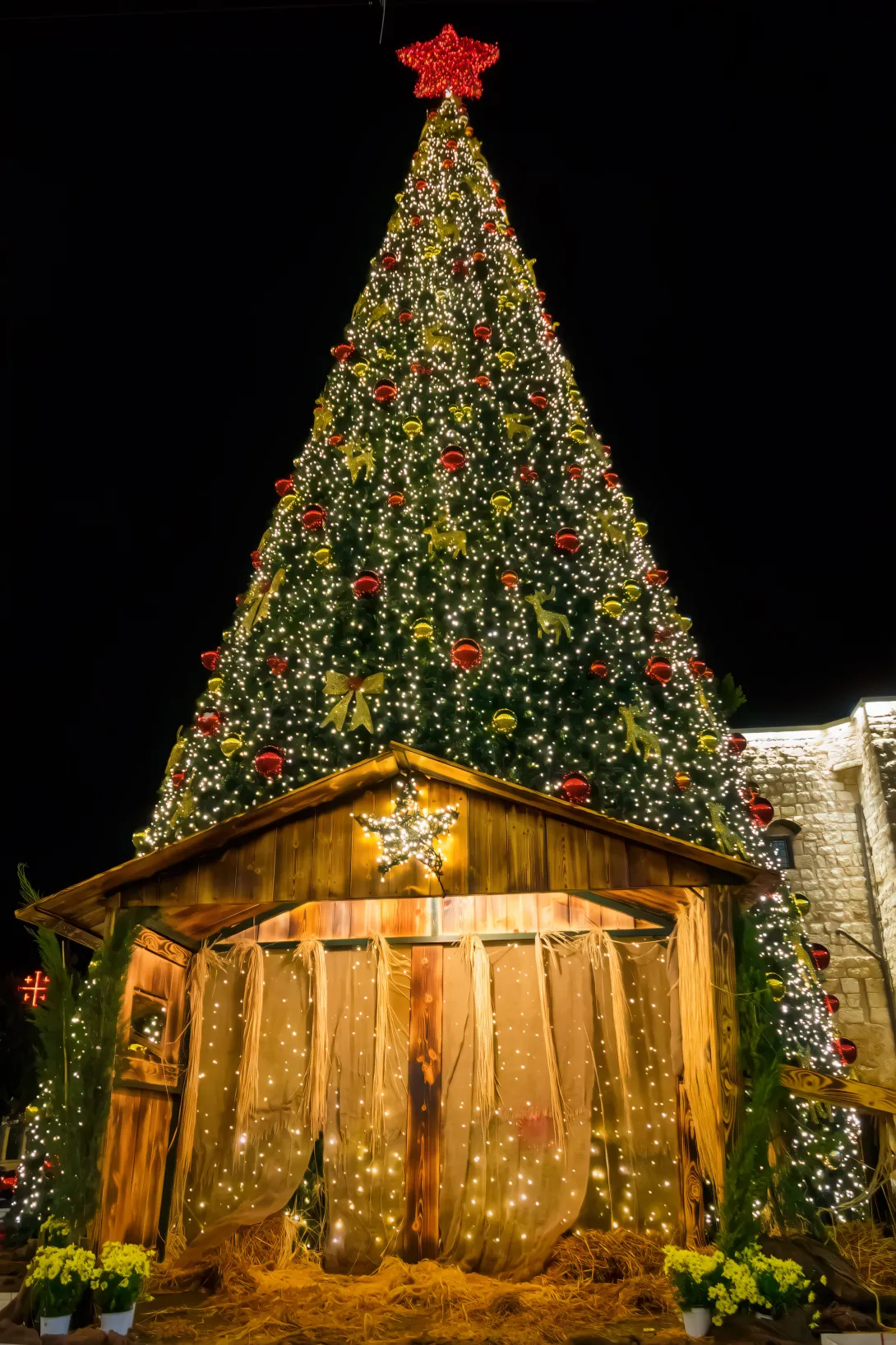 Árbol de Navidad iluminado en la Plaza del Pesebre en el centro de Belén, Israel.