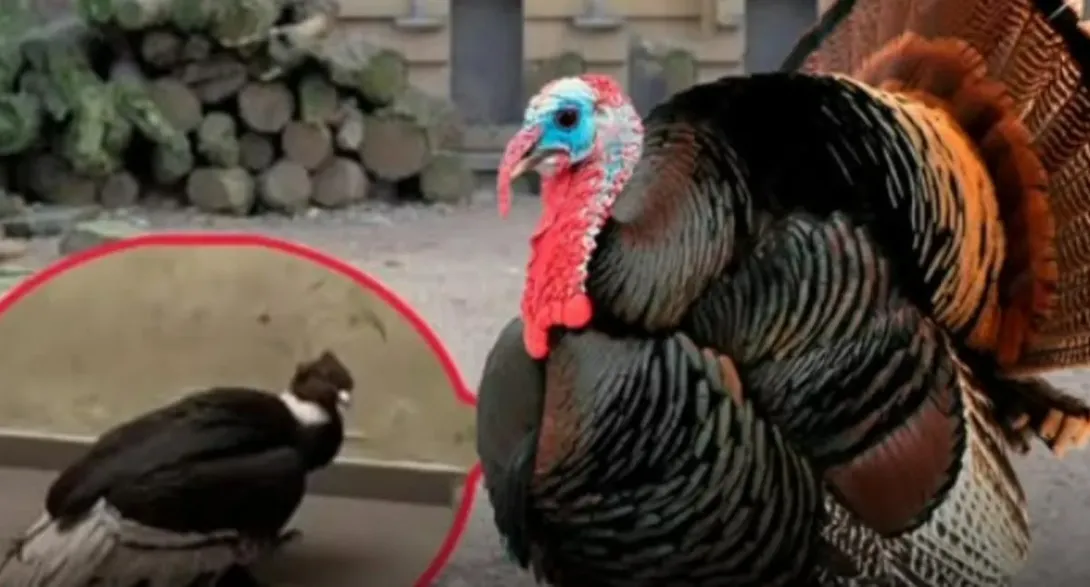 En Perú, una mujer contó que pidió un pavo para la cena de Navidad y se llevó tremenda sorpresa con lo que recibió.