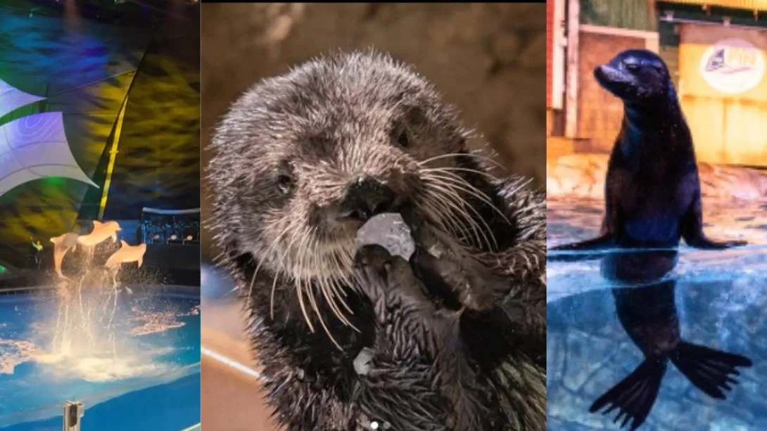 Este es el acuario considerado como el más grande del mundo que usted debe visitar en su  viaje a Estados Unidos