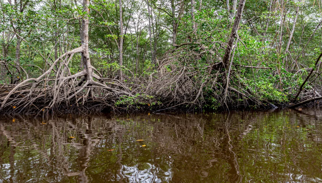 Loa manglares del Pacífico colombiano son reservas de carbono para combatir el cambio climático.