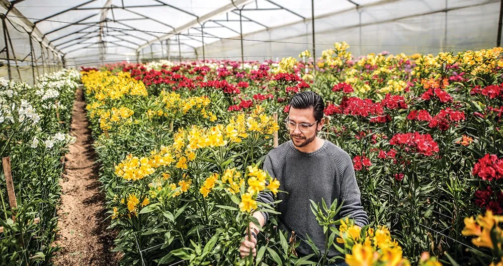 Las flores colombianas tiene gran aceptación en los mercados internacionales.