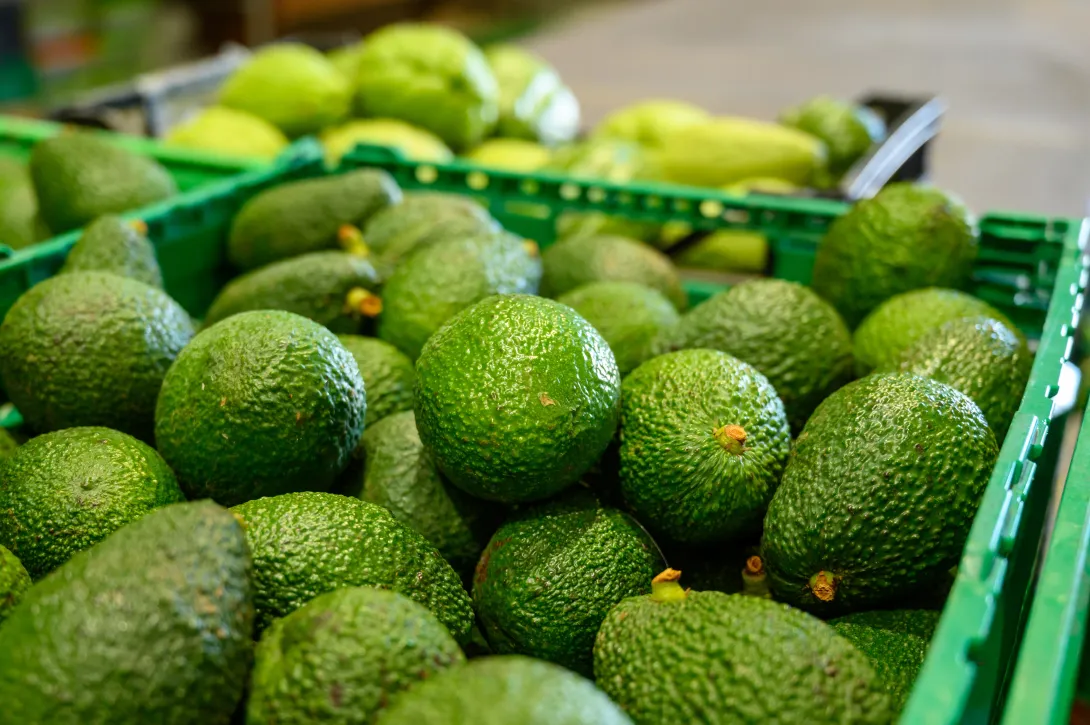 El aguacate Hass se exporta a 30 países, con una participación de 73,2 % de las ventas externas